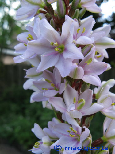 Aristea major